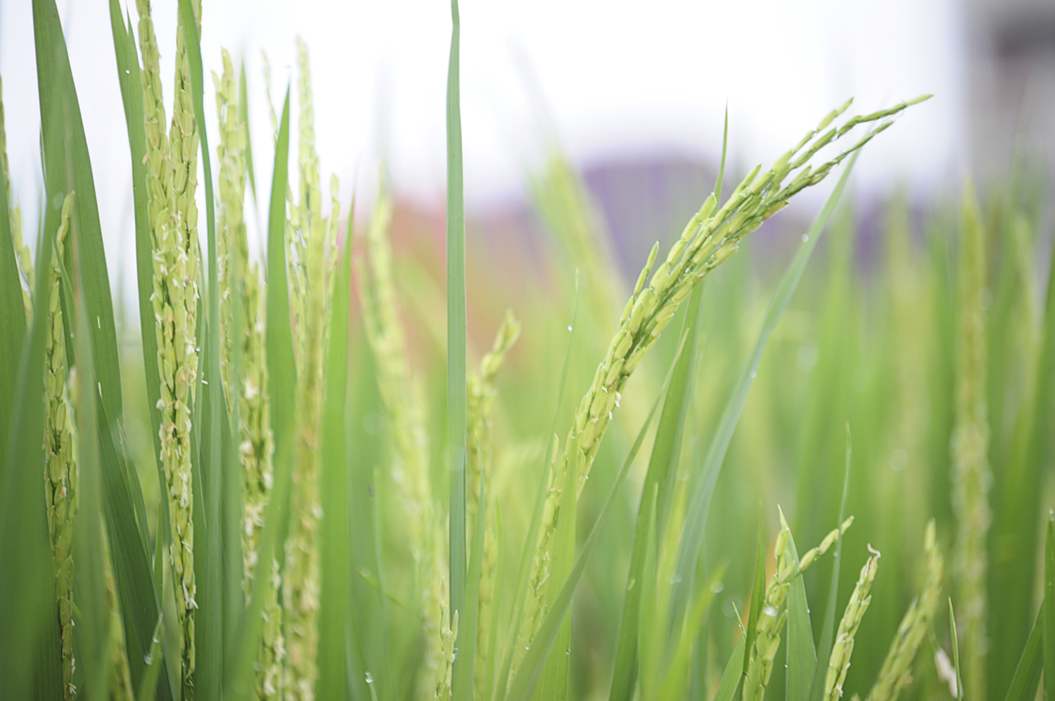 BRIA contributes to sustainable rice production in Southeast Asia with the SRP standard