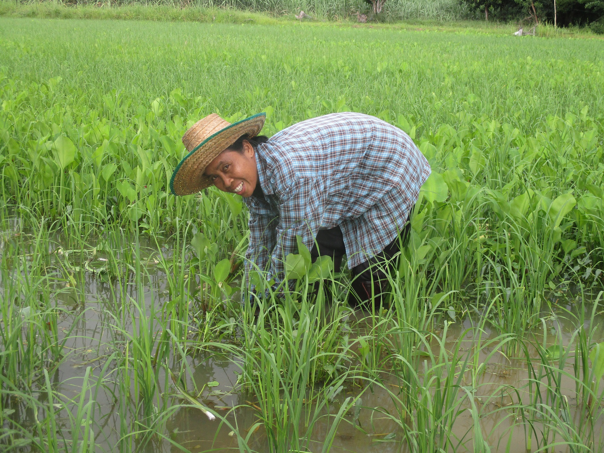 Completing the Better Rice Initiative Asia or BRIA