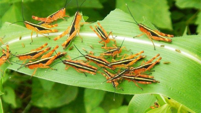 Lao to Get Supports from Thailand to Halt the Bamboo Locust Outbreak