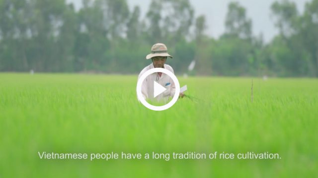 Having lunch in Vietnamese means eating rice: A VDO tells how partnership promotes sustainable rice cultivation in Vietnam