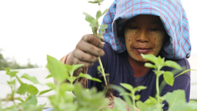 ASEAN Cooperation Puts Biocontrol National Legislation on the Table while Boosting Livelihood in the Farm