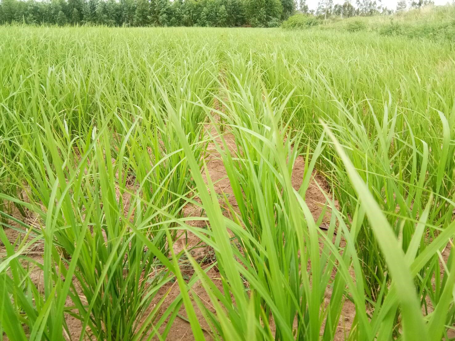 Field in Roi Ei province is doing well despite the decrease in water and fertiliser.