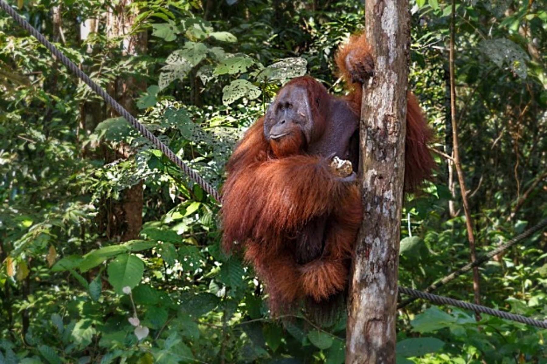 The IUCN's Red List report states that all three sub-species of orangutans, namely the Bornean, Sumatran and Tapanuli, are extremely endangered as a result of the destruction of forest resources and deforestation for oil palm plantations