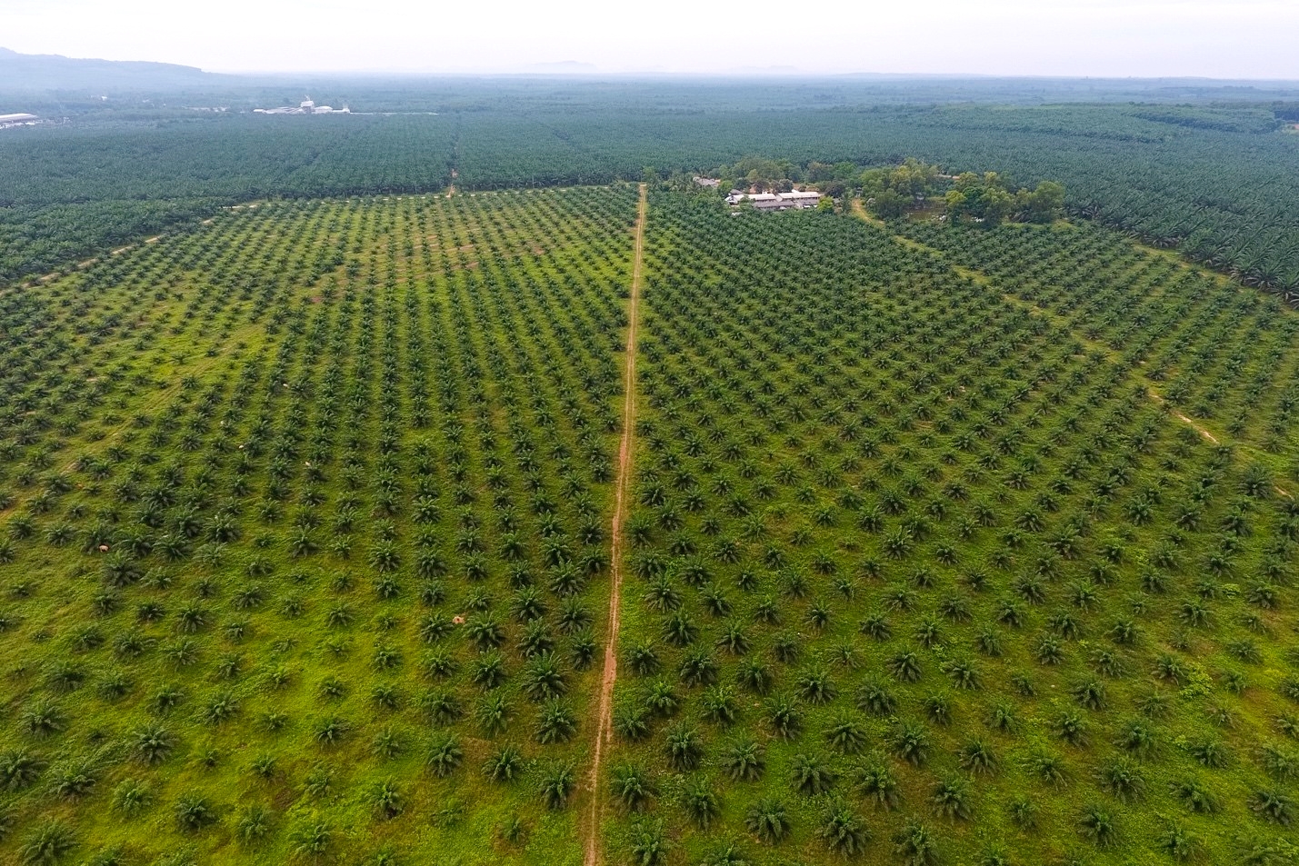 An oil Palm plantation in Krabi, Thailand (photo GIZ Thailand)