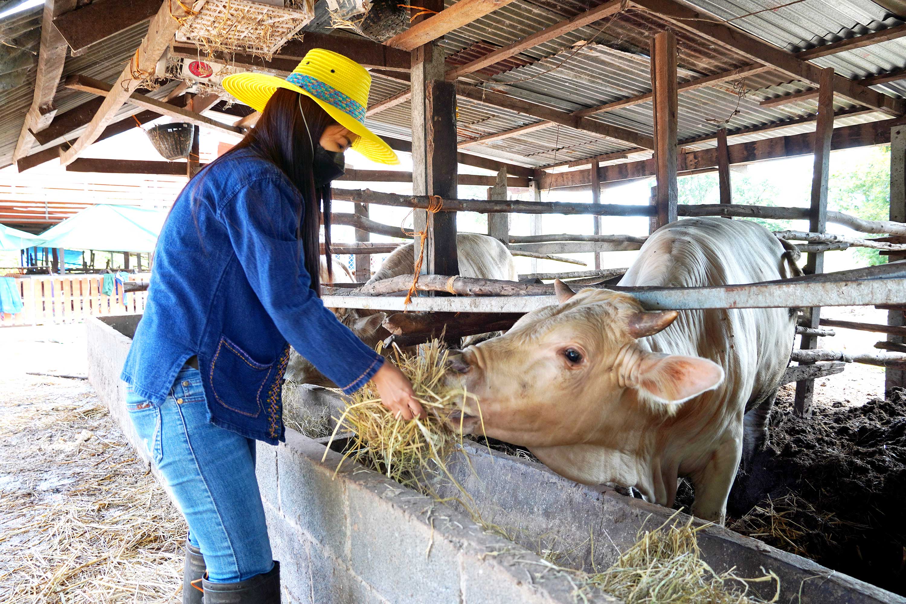 Piangjai Kaen-arsa’s morning routine is feeding her cattle with straw bales. Each cow can eat up to seven kilogrammes of dried straw per day.