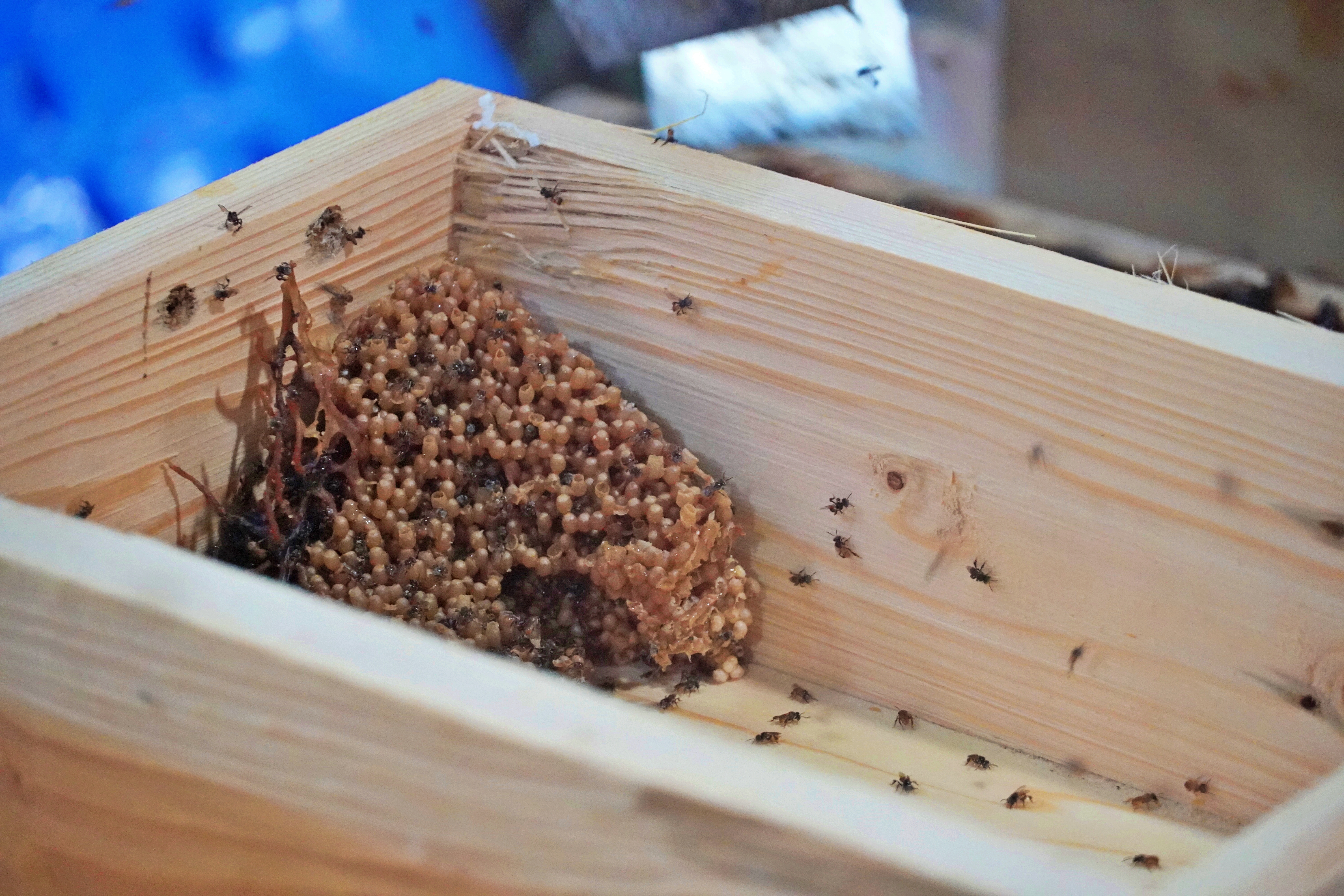 Beehive separation helps increase the new colony's population and pollination rate