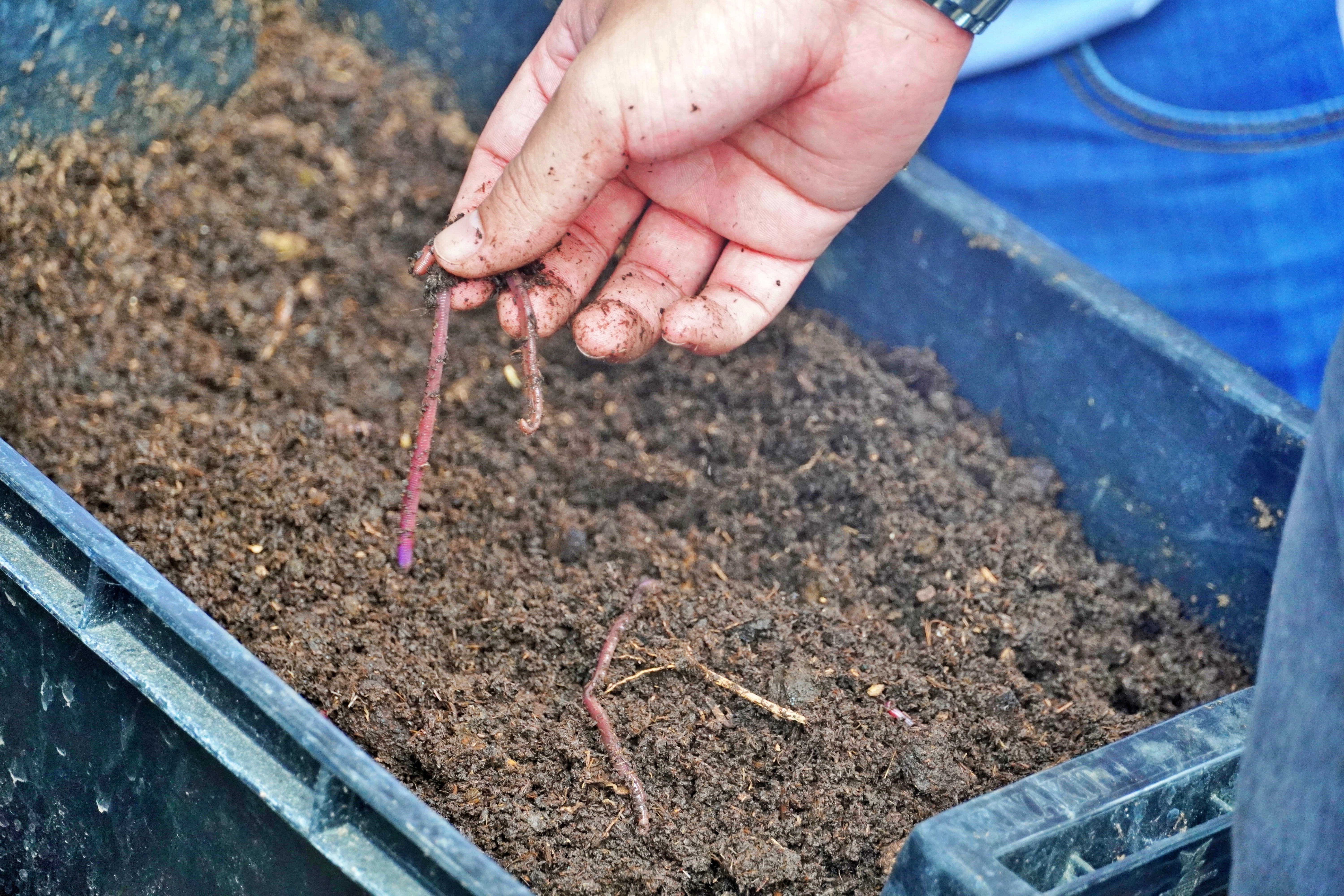 Organic form of fertiliser produced from earthworms or so-called vermicast