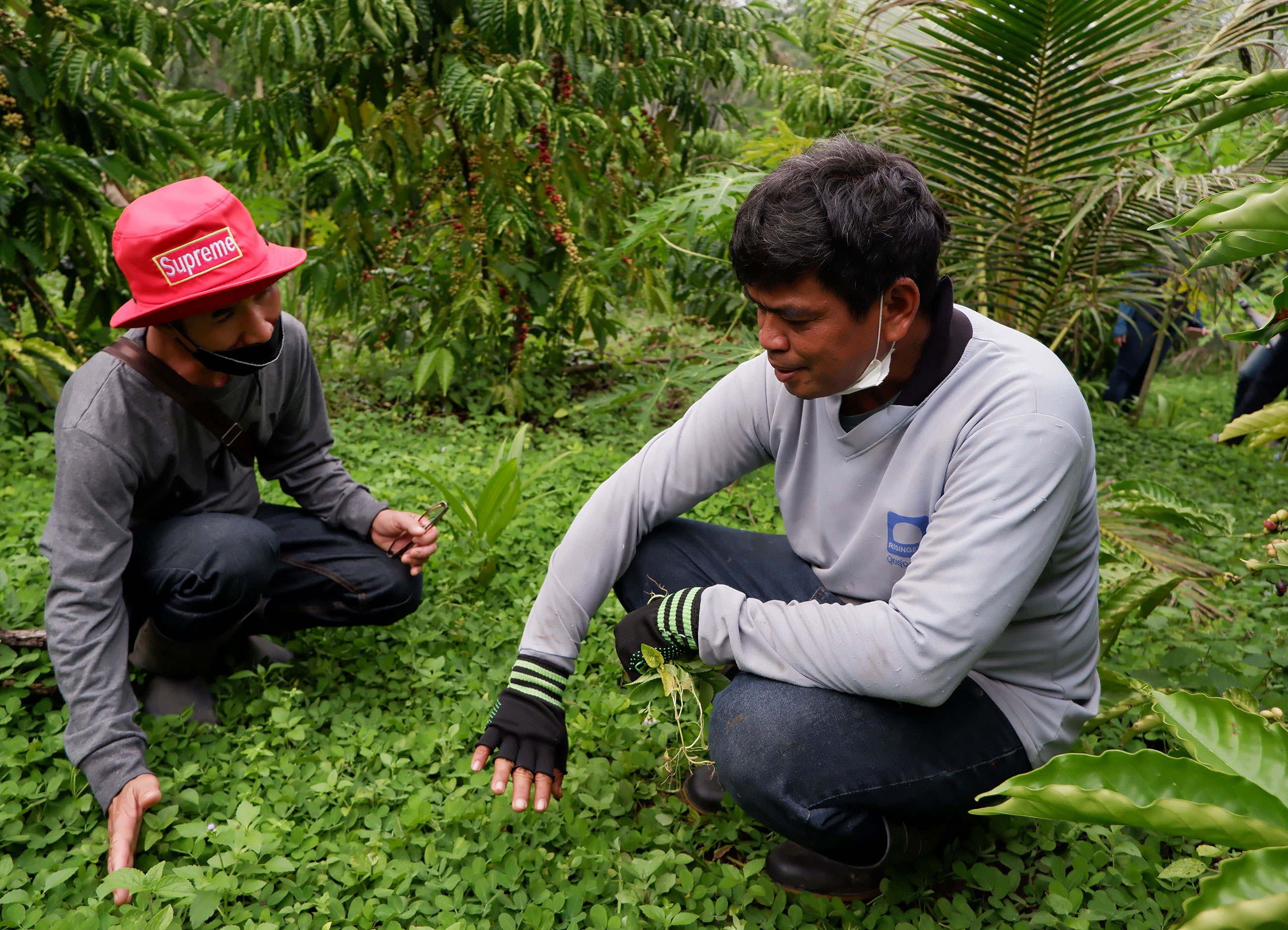 Mr. Pichet Niambandit, owner of the coffee demonstration plot, explains to Mr. Sakol Piewkham, who owns a demonstration plot with an integrated coffee farming system similar to that of Khun Pichet and a member of Huai Nai Roi Community Coffee Farmer Group, about growing Arachis Pintoi as a cover crop.