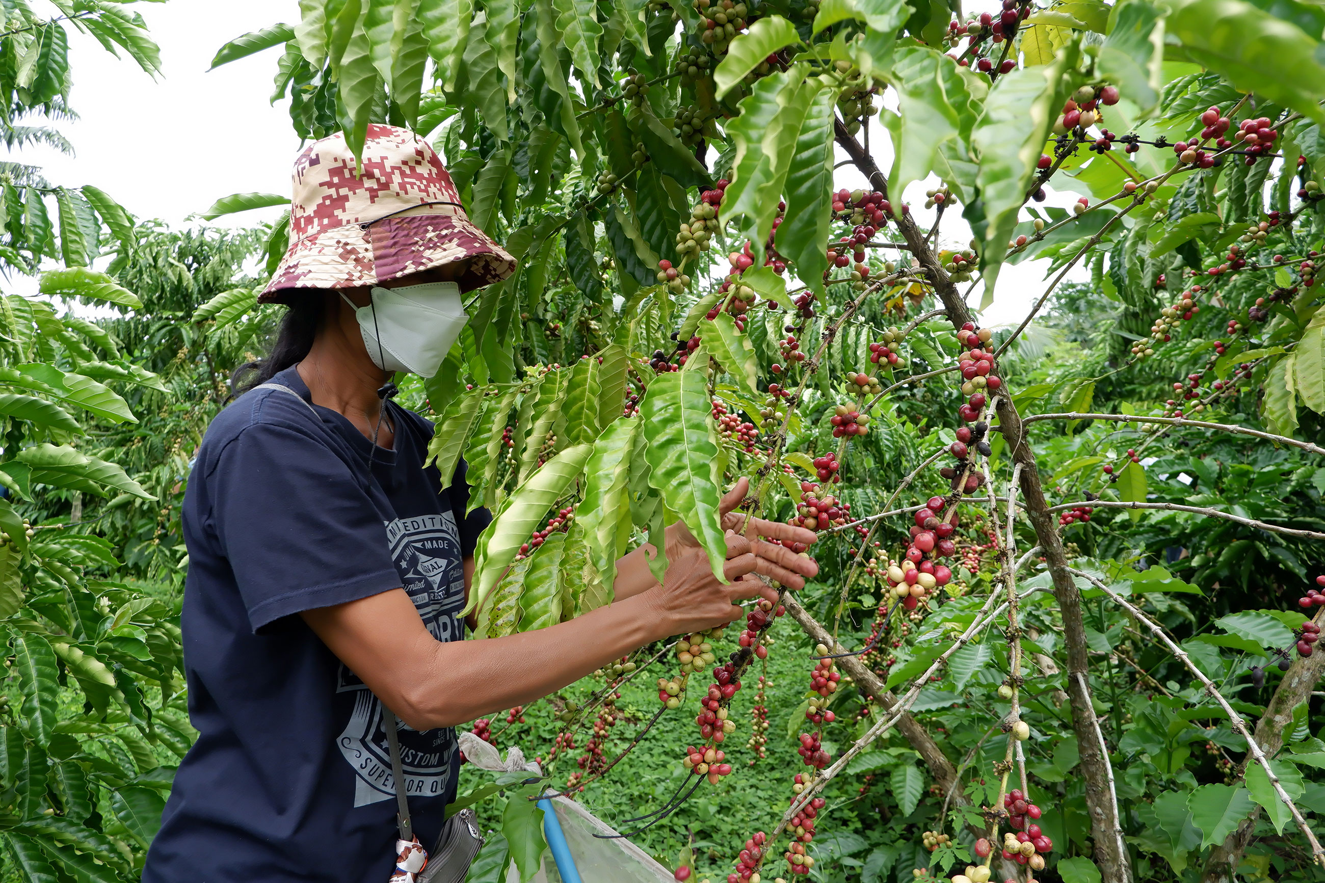 Ms. Chanidapa Wiramonphon, farmer member of Huai Nai Roi coffee farmer group, demonstrated coffee harversting to the Coffee+ Project team at Khun Pichet’s demonstration plot (คุณชนิดาภา วิรมณพร สมาชิกกลุ่มเกษตรกรผู้ปลูกกาแฟชุมชนห้วยนายร้อย สาธิตการเก็บกาแฟที่สุกแล้วในแปลงของคุณพิเชษฐ เนียมบรรดิษฐ ให้กับเจ้าหน้าที่โครงการคอฟฟีพลัส)