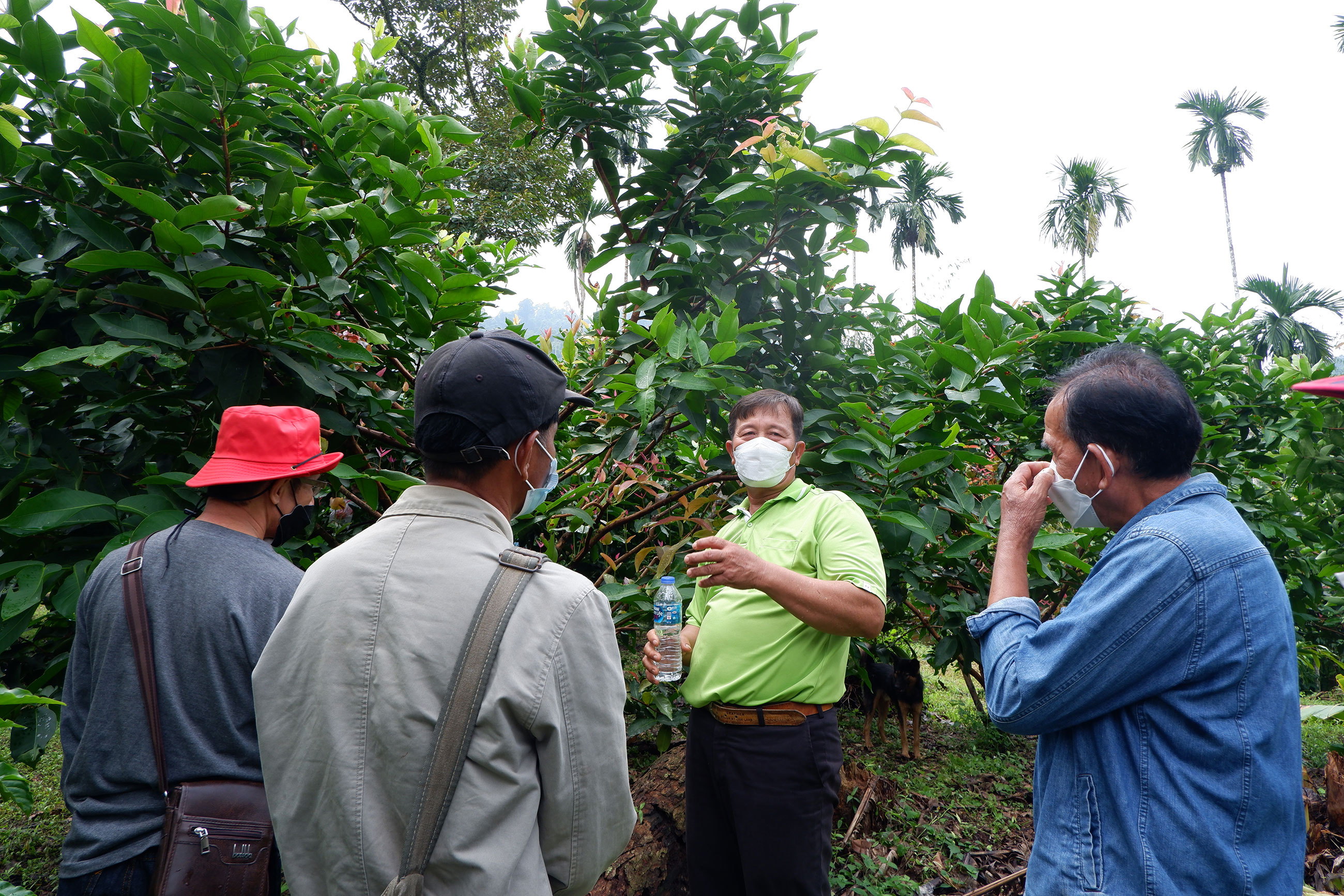 Mr. Samruay Khunthongnoi, Leader of The Community Fertilizer Soil Management Center, showed farmer members from Huai Nai Roi Community Coffee Farmer Group his coffee plot that is well-nourished by the compost from coffee husks made by the group.
