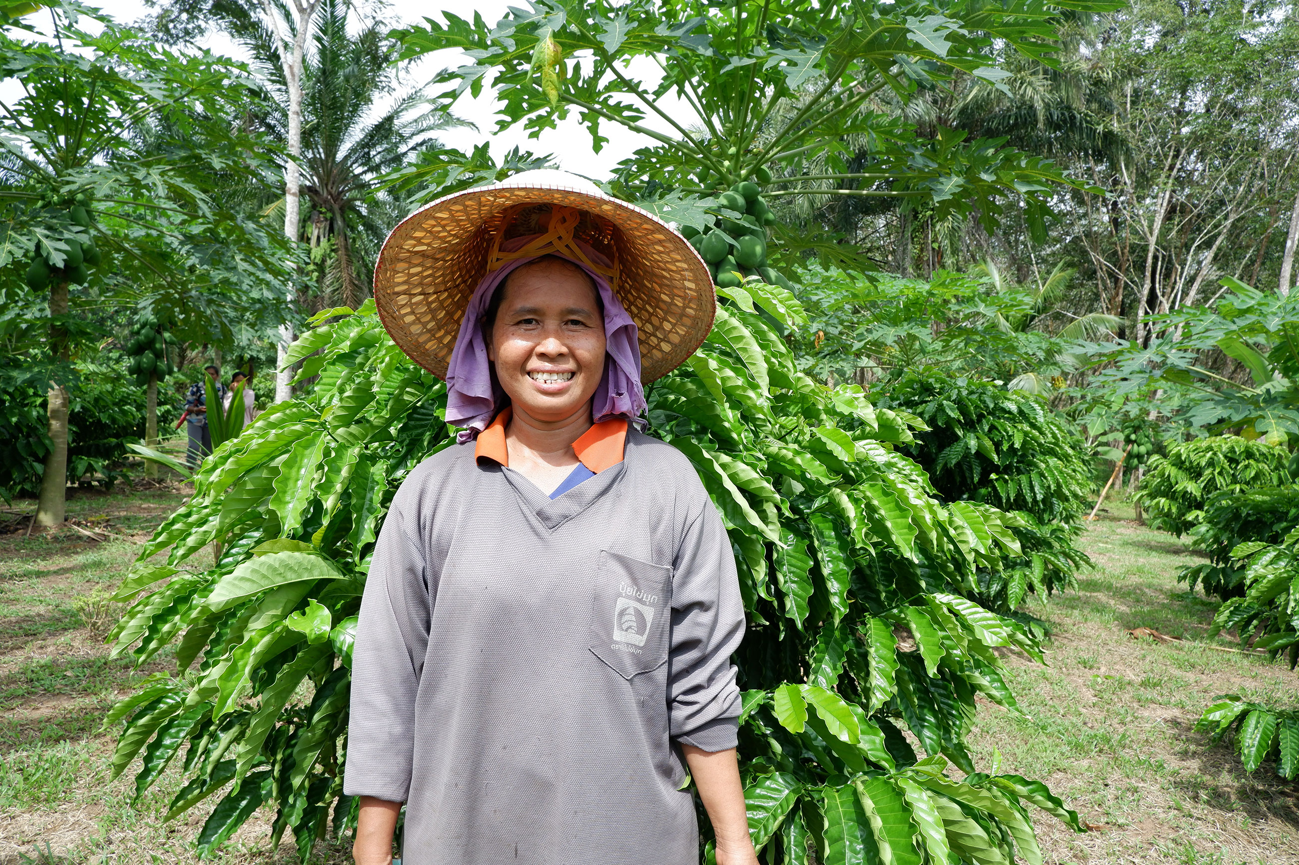 Ms. Kan Raksanit is the owner of the demonstration plot, which features a combination of more than 11 robusta coffee varieties and uses the integrated farming system. Her plot located in Chai Rat, Bang Saphan Noi District, Prachuap Khiri Khan province.
