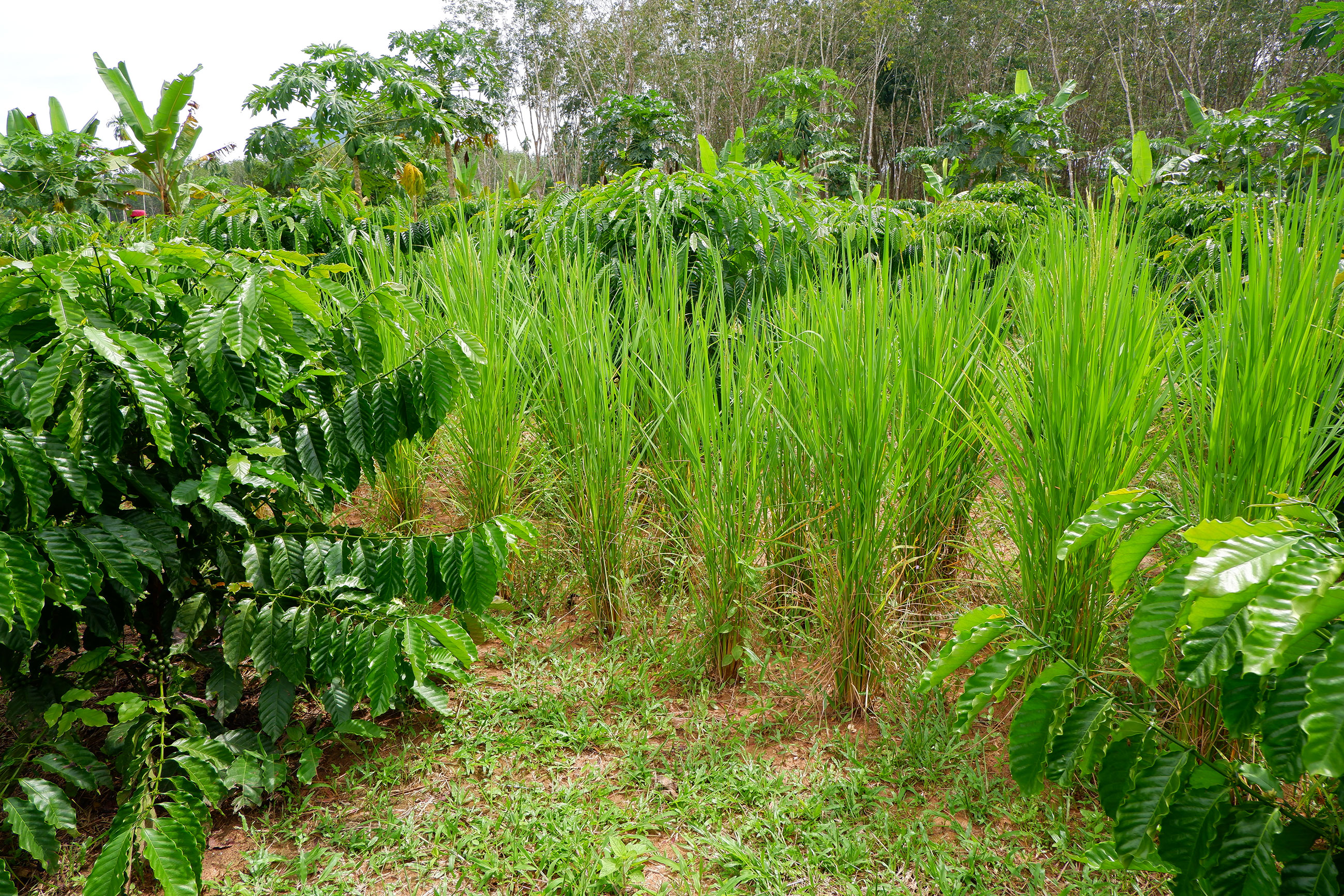 The demonstration plot of Ms. Kan Raksanit at Chai Rat, Bang Saphan Noi District, Prachuap Khiri Khan province, that grows Robusta coffee with upland rice, banana, papaya, and other cash crops (แปลงสาธิตของคุณก้าน รักสนิท ที่ ต.ไชยราช อ.บางสะพานน้อย จ.ประจวบคีรีขันธ์ ที่มีการปลูกพืชกาแฟโรบัสต้าร่วมกับพืชชนิดอื่น เช่น ข้าวไร่ กล้วย มะละกอ)