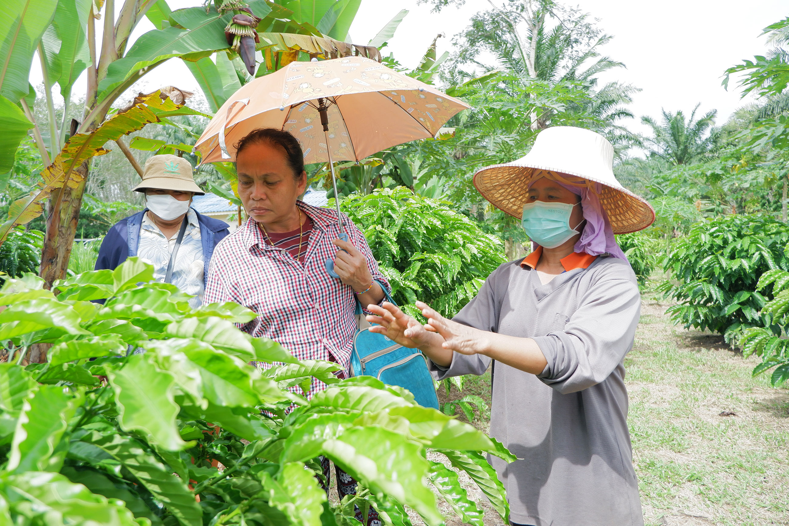 Ms. Kan Raksanit, owner of the coffee demonstration plot at Chai Rat, Bang Saphan Noi District, Prachuap Khiri Khan province, shared her experiences of coffee farm management with farmer members from Huai Nai Roi Community Coffee Farmer Group. (คุณก้าน รักสนิท เจ้าของแปลงรวบรวมสายพันธุ์กาแฟโรบัสต้า และแปลงสาธิตการปลูกพืชกาแฟร่วมกับพืชชนิดอื่น ที่ ต.ไชยราช อ.บางสะพานน้อย จ.ประจวบคีรีขันธ์ อธิบายการดูแลจัดการต้นกาแฟให้กับสมาชิกเกษตรกรกลุ่มผู้ปลูกกาแฟห้วยนายร้อยที่มาศึกษาดูงาน)
