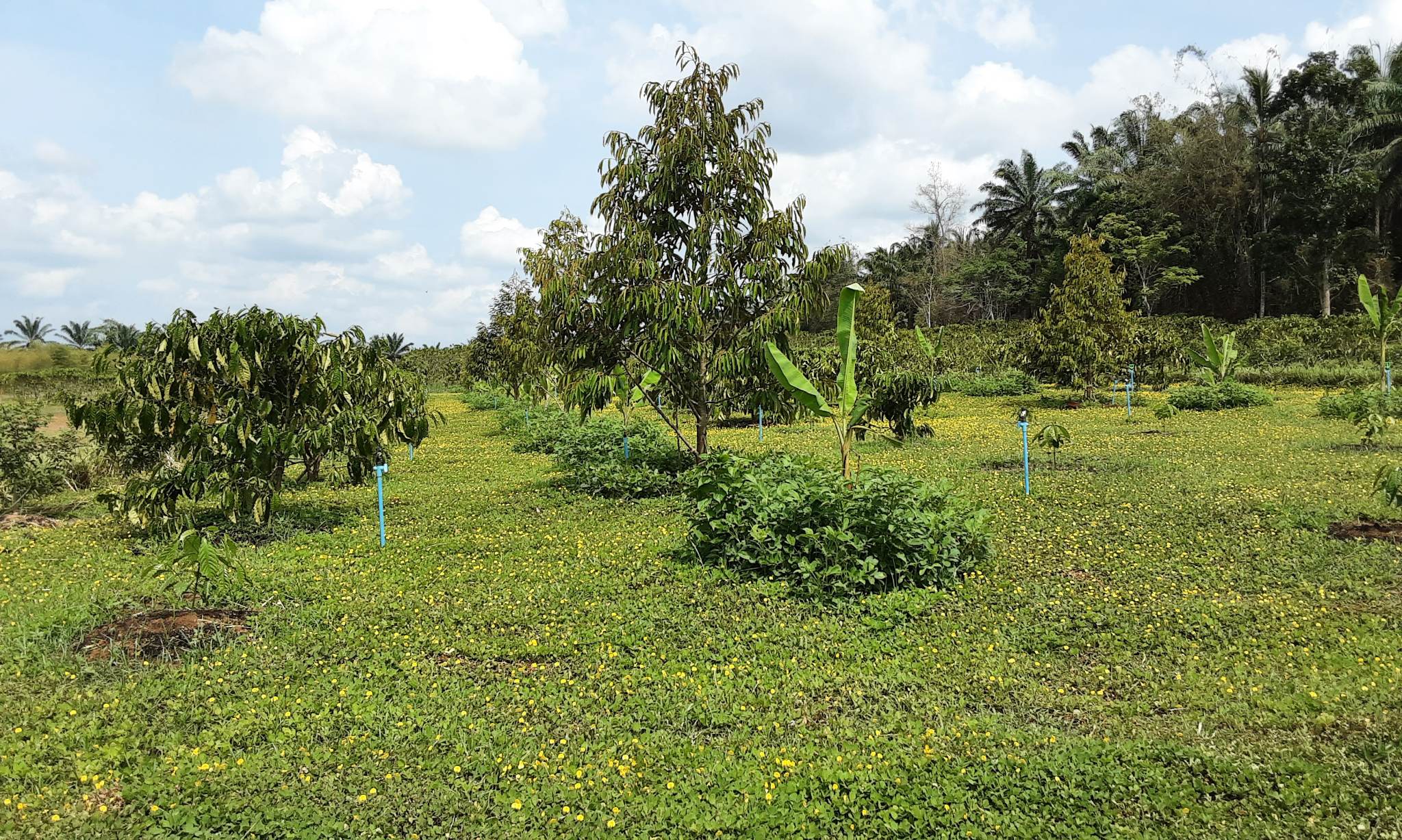 ระบบการปลูกพืชร่วมกับกาแฟ โดยปลูกกาแฟ ร่วมกับกล้วย ทุเรียน และพืชคลุมดิน เช่น ถั่วบราซิลและถั่วลิสง