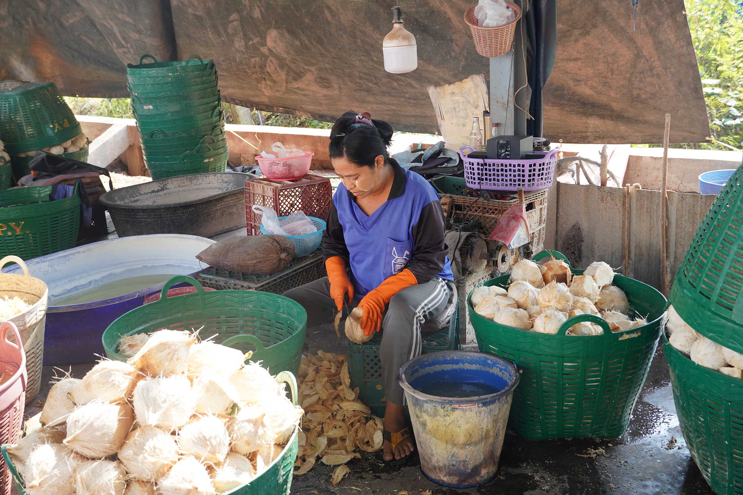 Coconut husks and shells are major waste from coconut farming. (กากมะพร้าวและกะลามะพร้าวจำนวนมากที่เหลือจากการจัดการสวนมะพร้าว)