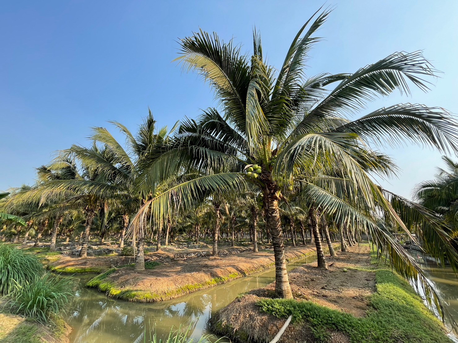 Intercropping can boost the livelihoods of coconut farmers all year round (การปลูกพืชผสมผสานอย่างถั่วแระญี่ปุ่น ผัก และสมุนไพรพื้นบ้านช่วยสร้างรายได้ให้กับเกษตรกรสวนมะพร้าวตลอดปี)