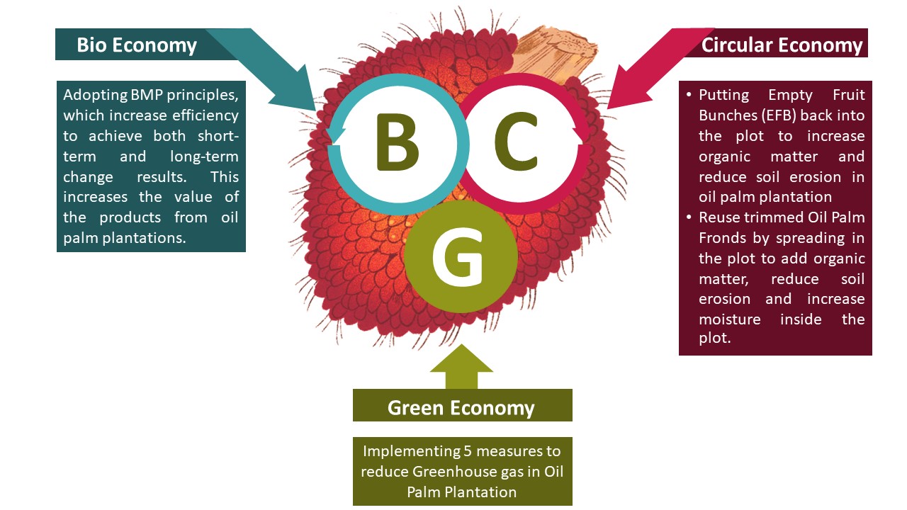BCG Model in Oil Palm Production